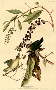 Worm eating Warbler (Audubon)