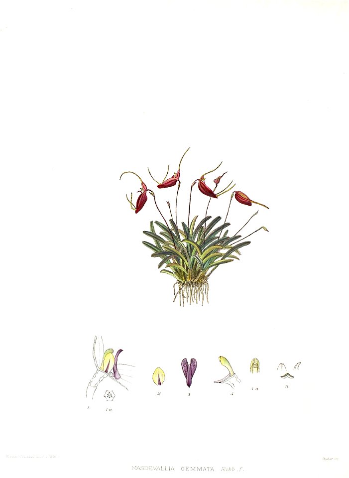 Woolward - The Genus Masdevallia - Masdevallia gemmata