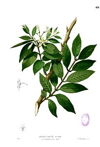 Wrightia pubescens Blanco1.40