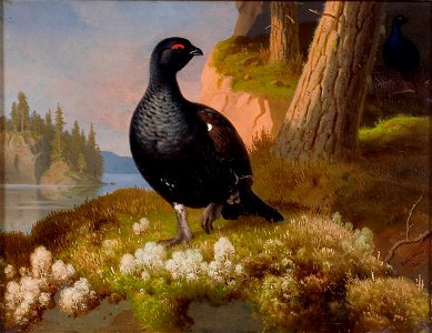Wright Ferdinand Black Grouses 1864