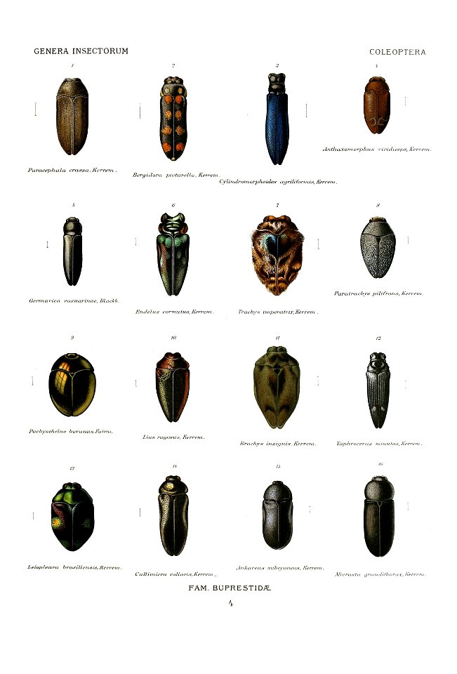 Wytsman.Genera.Insectorum.Buprestidae.04