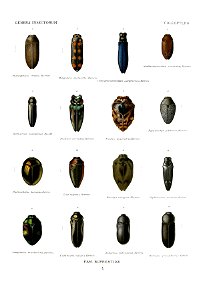 Wytsman.Genera.Insectorum.Buprestidae.04