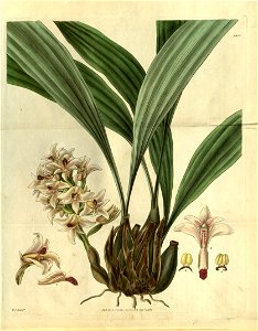 Xylobium squalens (as Maxillaria squalens)- Curtis' 56 (N.S. 3) pl. 2955 (1829). Free illustration for personal and commercial use.