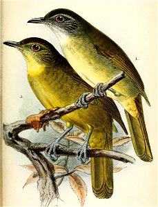 XenocichlaKeulemans (cropped2)