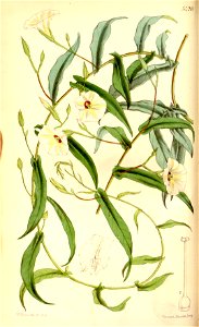 Xenostegia tridentata (Ipomoea filicaulis) Bot. Mag. 90. 5426. 1864. Free illustration for personal and commercial use.