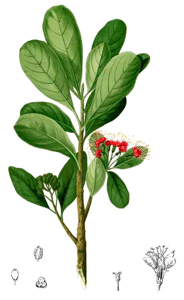 Xanthostemon verdugonianus Blanco2.300-cropped