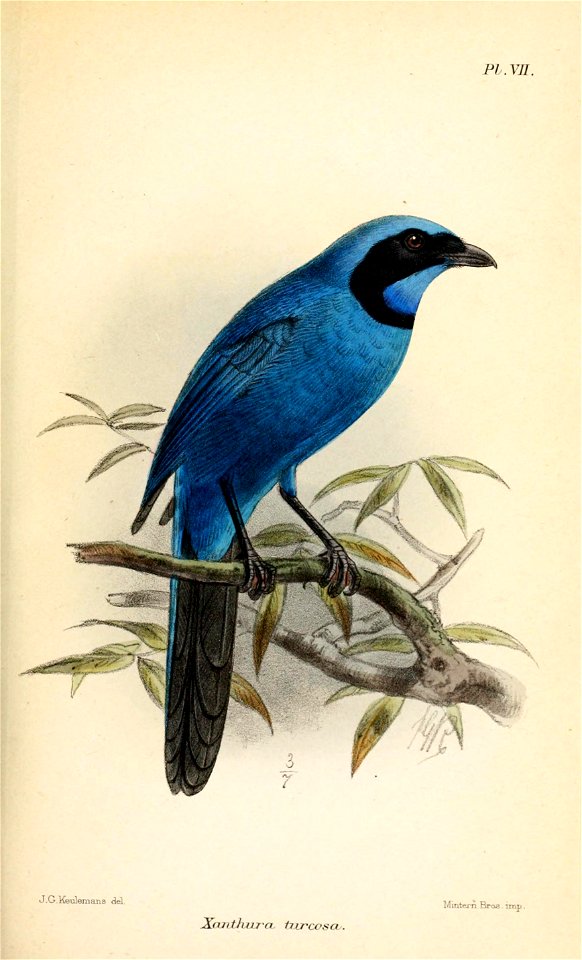 XanthuraTurcosaKeulemans