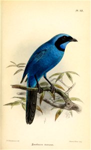 XanthuraTurcosaKeulemans