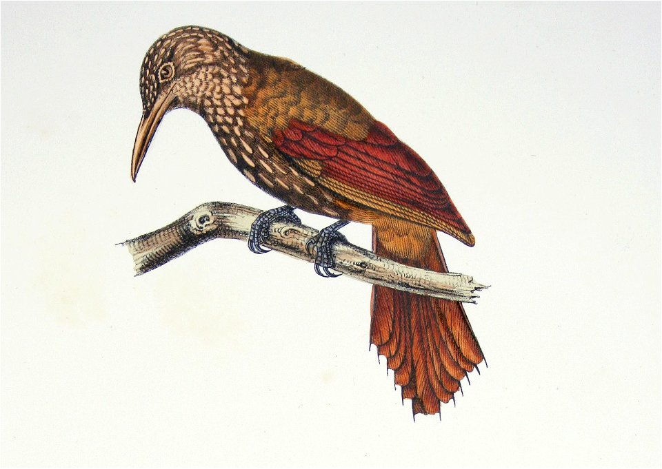 Xiphorhynchus ocellatus Castelnau