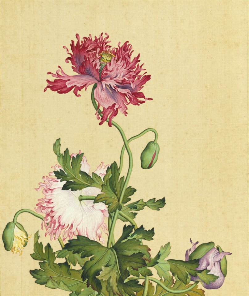 Xian'e Changchun Album 11