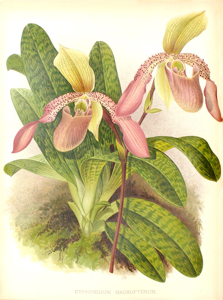 X macropterum