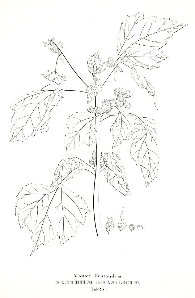 Xanthium brasilicum