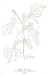 Xanthium brasilicum