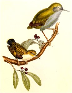 Xenicus longipes & Acanthisitta chloris Hullmandel
