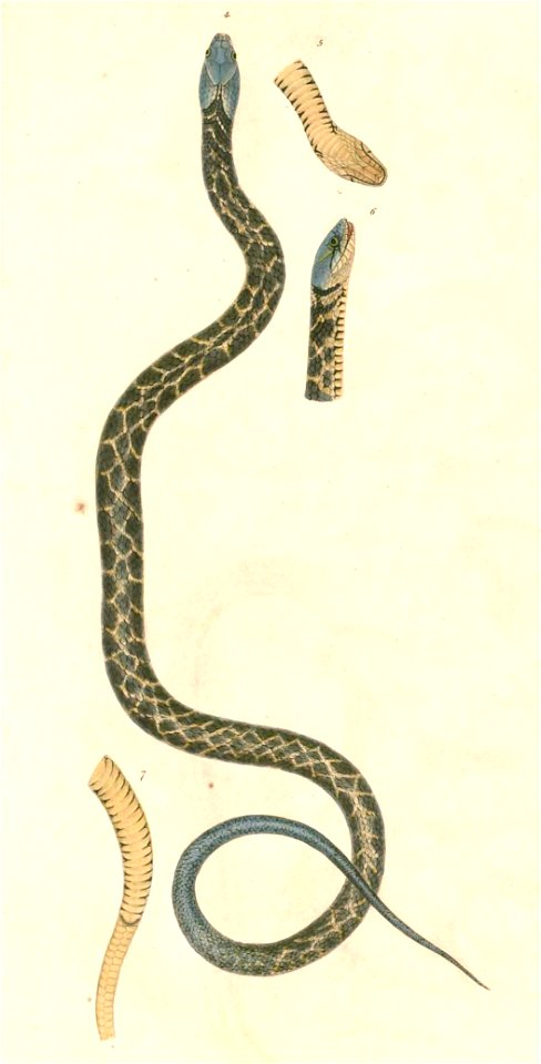 Xenochrophis piscator 2 Hardwicke