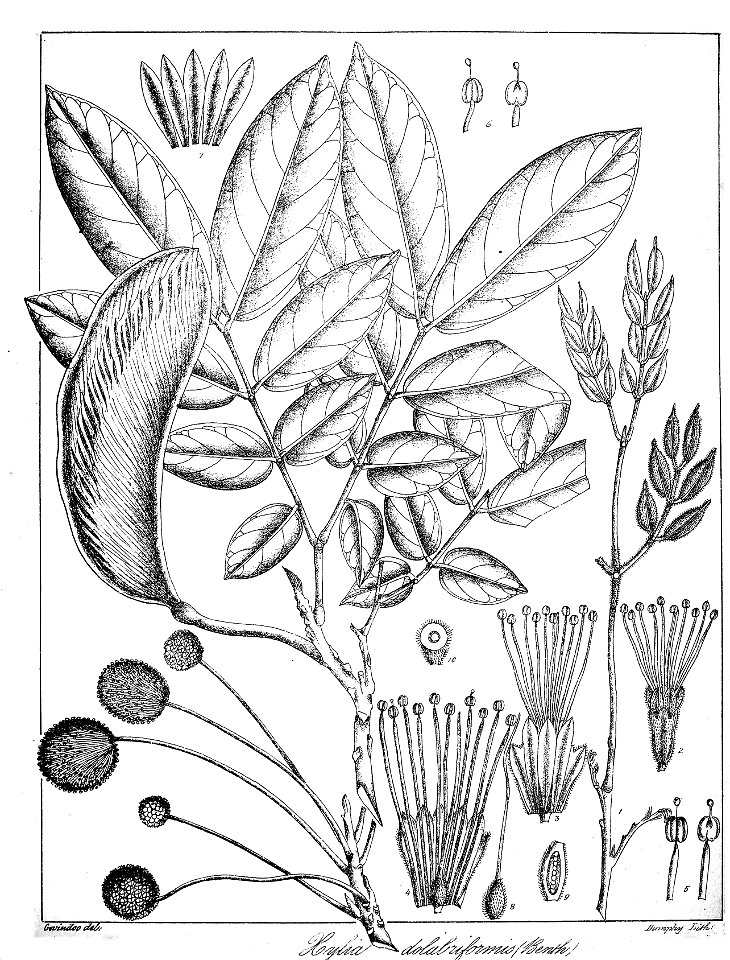Xylia xylocarpa Govindoo