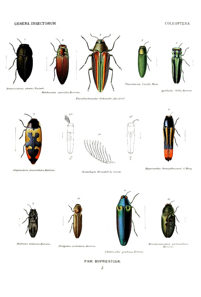 Wytsman.Genera.Insectorum.Buprestidae.02