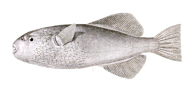 Xenopterus naritus Achilles 182