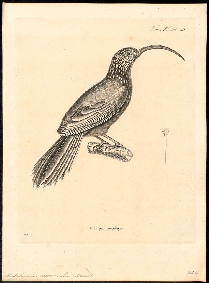 Xiphorhynchus procurvus - 1700-1880 - Print - Iconographia Zoologica - Special Collections University of Amsterdam - UBA01 IZ19200251