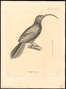 Xiphorhynchus procurvus - 1700-1880 - Print - Iconographia Zoologica - Special Collections University of Amsterdam - UBA01 IZ19200251