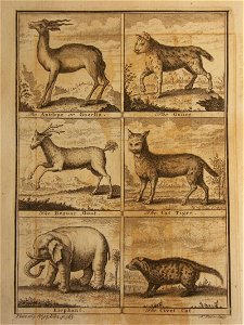 Xanimals