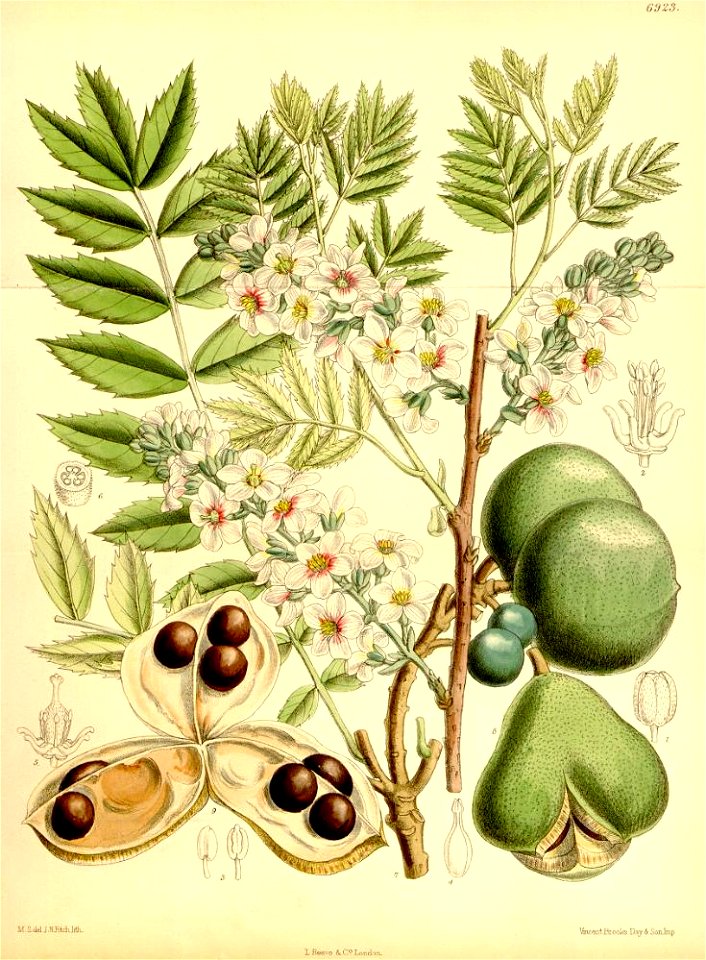 Xanthoceras sorbifolia