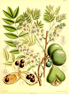 Xanthoceras sorbifolia