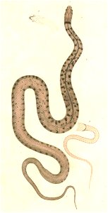 Xenochrophis piscator 1 Hardwicke
