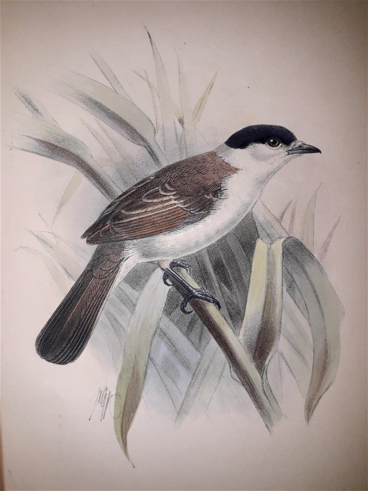 XenopsarisAlbinuchaKeulemans