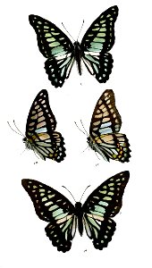 ZetidesChiron 469