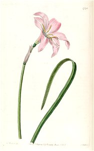 Zephyranthes × spofforthiana Edwards's Bot. Reg. 21.1746 .1835. Free illustration for personal and commercial use.