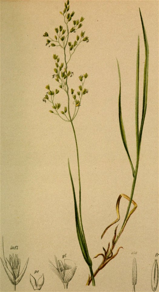 Agrostis alpina