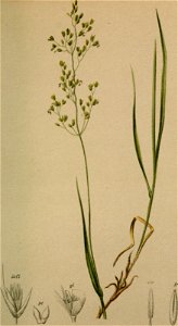 Agrostis alpina. Free illustration for personal and commercial use.