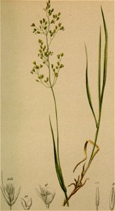 Agrostis alpina