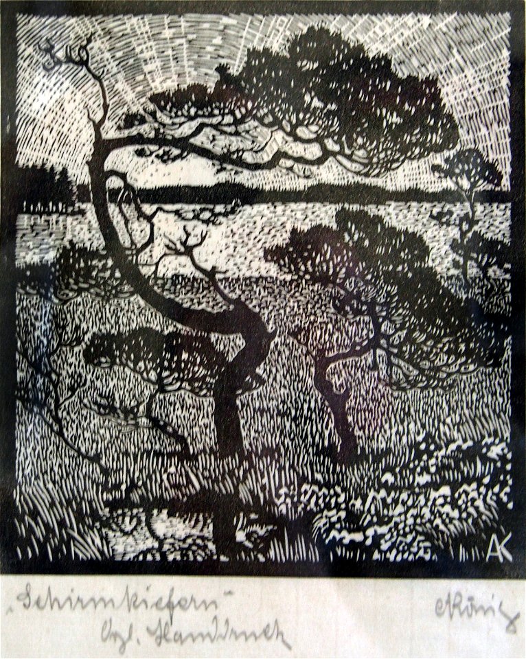 Albert König Schirmkiefern1