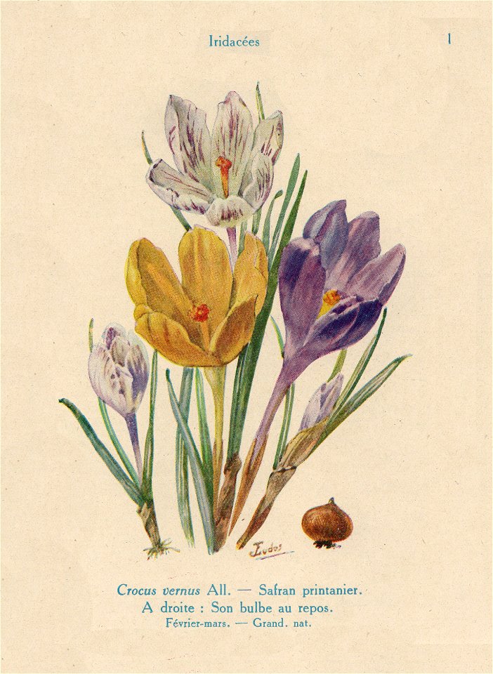 Crocus-J.Eudes-01