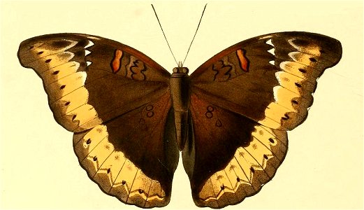 Cymothoe hypatha1