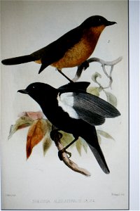 Diglossa albilatera