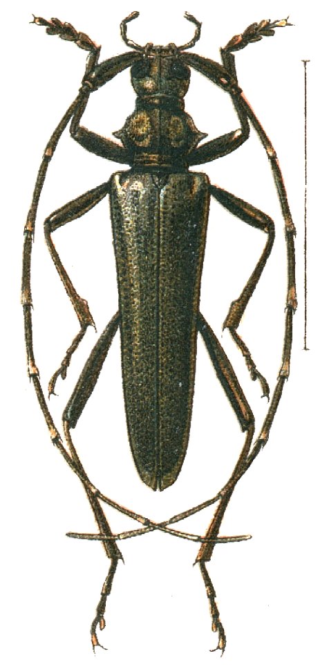 Distenia