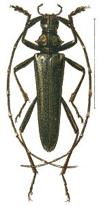 Distenia