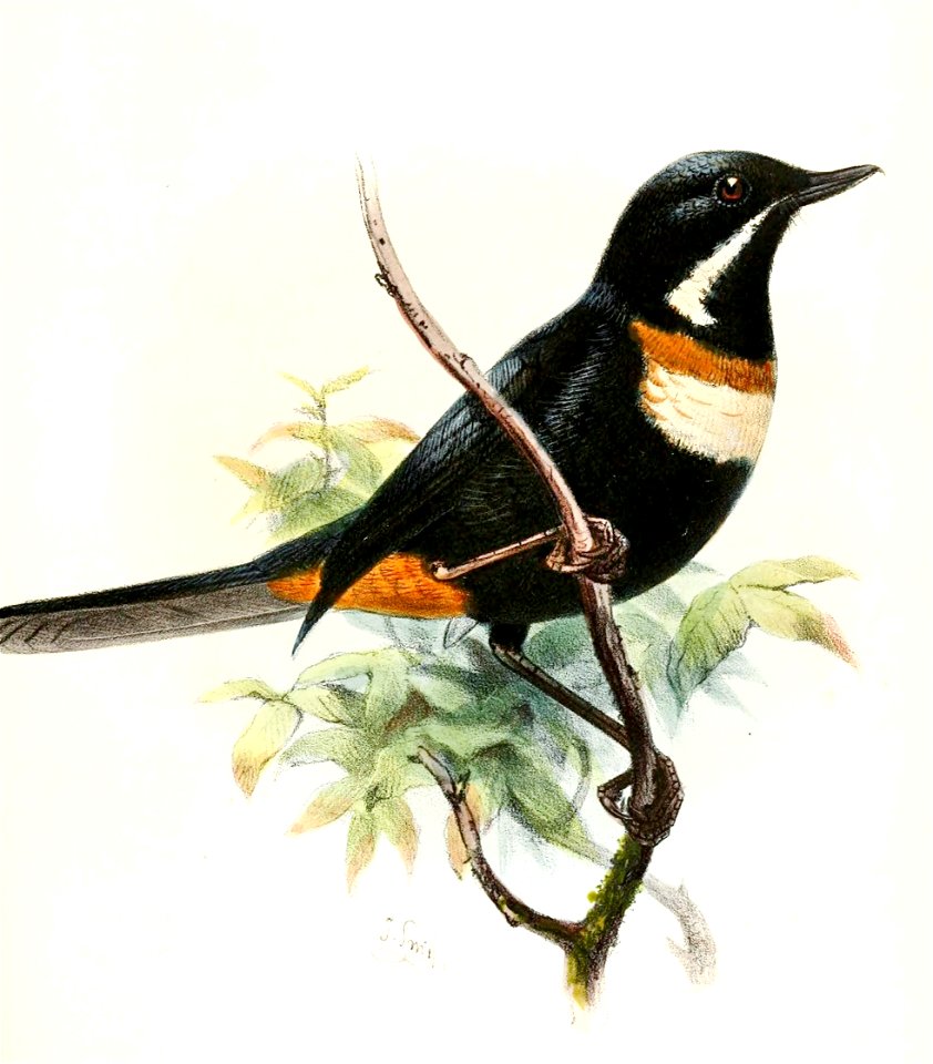 Diglossa mystacalis pectoralis