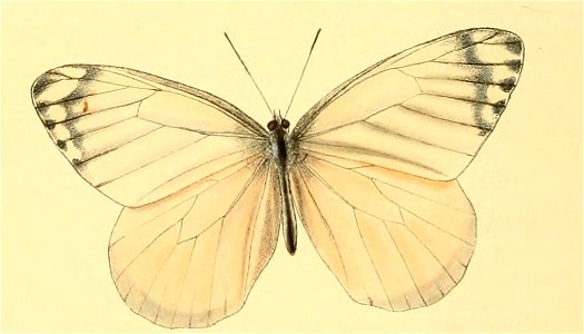 Delias agostina