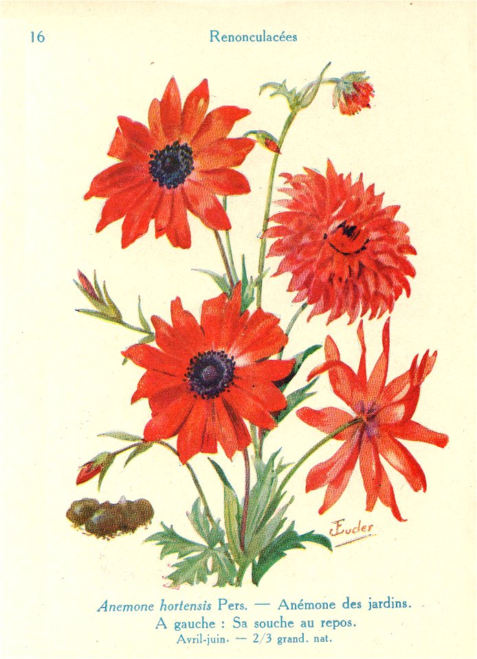 Anémone.jardins-J.Eudes-16