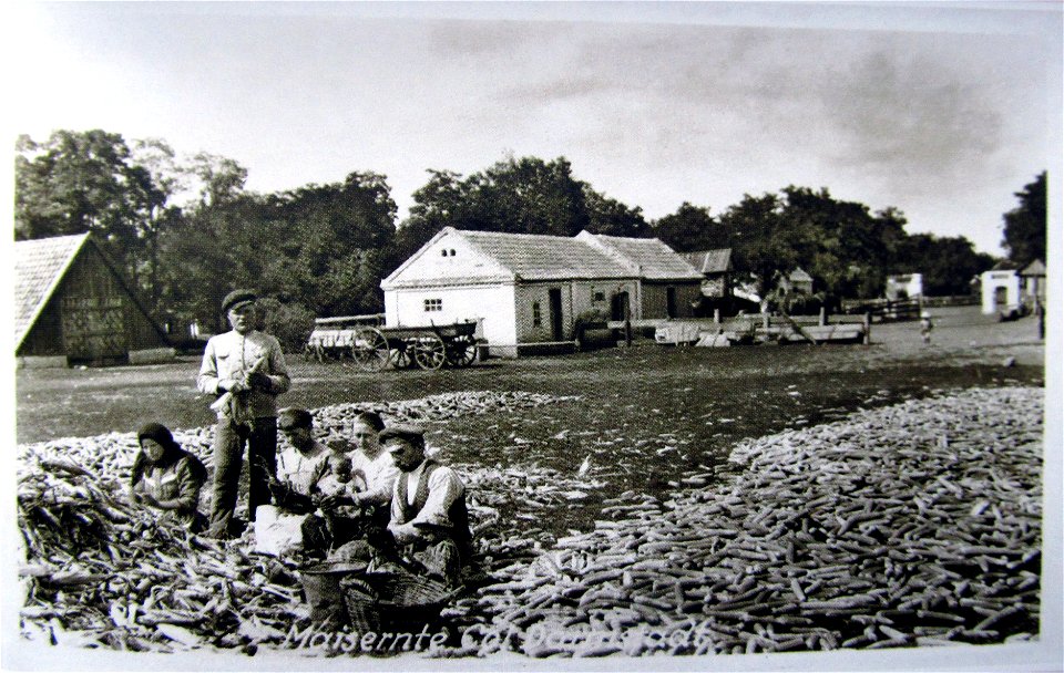 1918. Corn harvest in Darmstadt