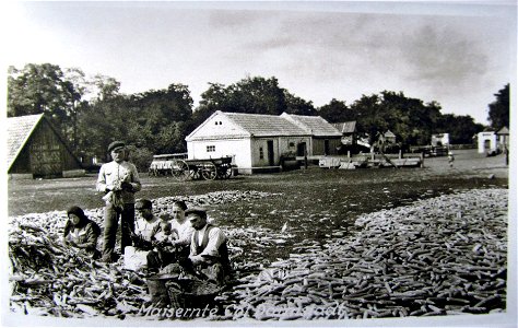 1918. Corn harvest in Darmstadt