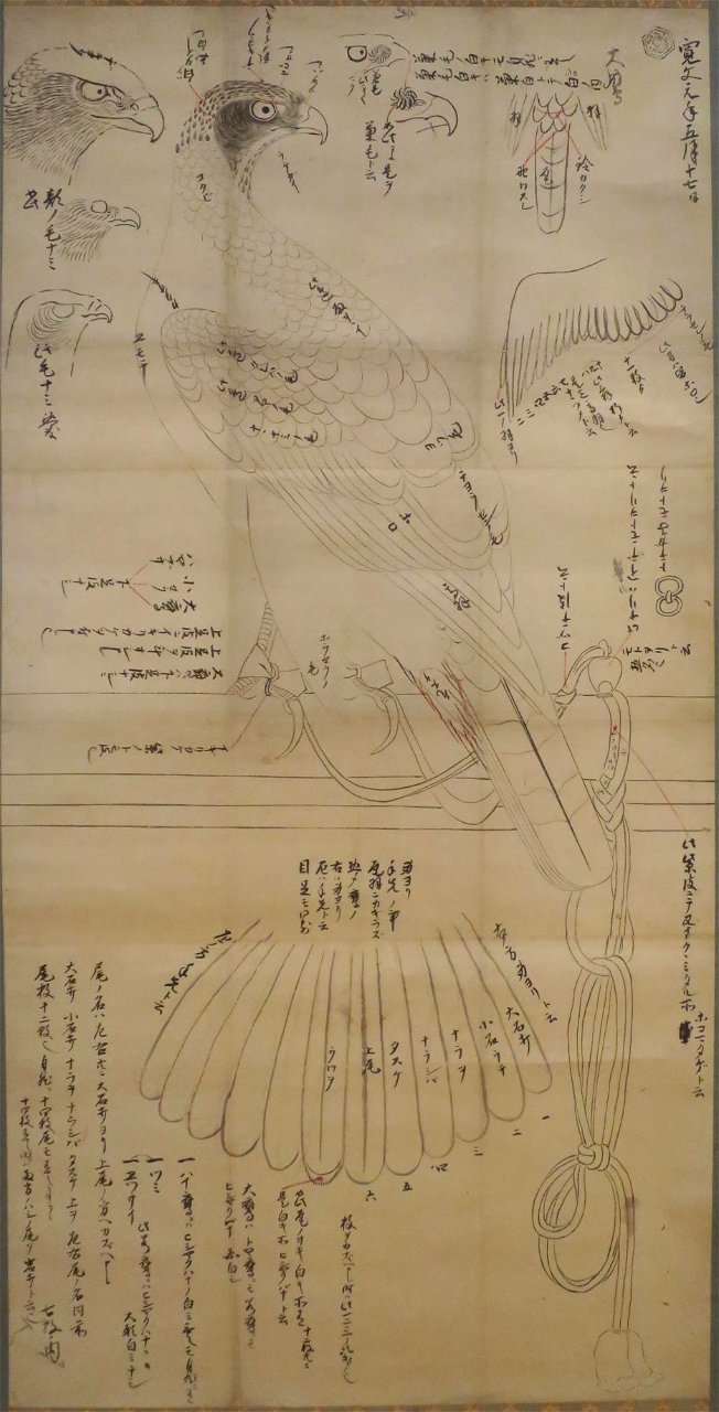 Sketch of a falcon on a pine by an unknown Japanese artist, 1661