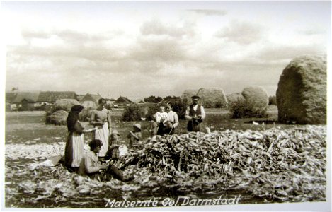 1918. Agricultural works in Darmstadt