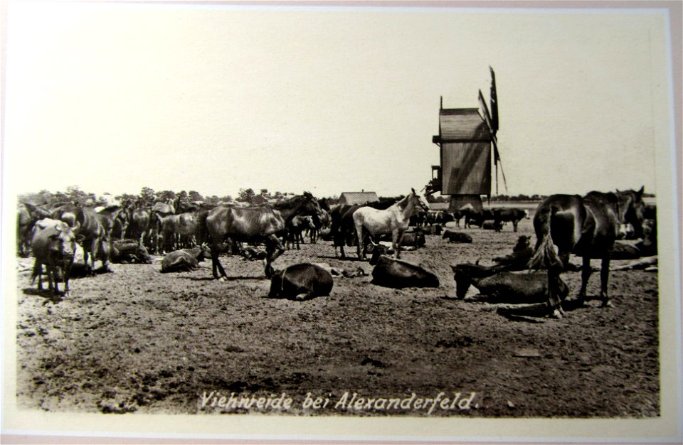 1918. Viehnreide bei Alexanderfeld