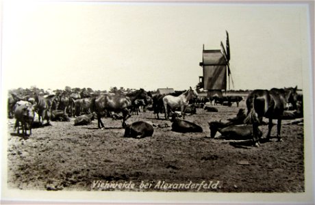 1918. Viehnreide bei Alexanderfeld