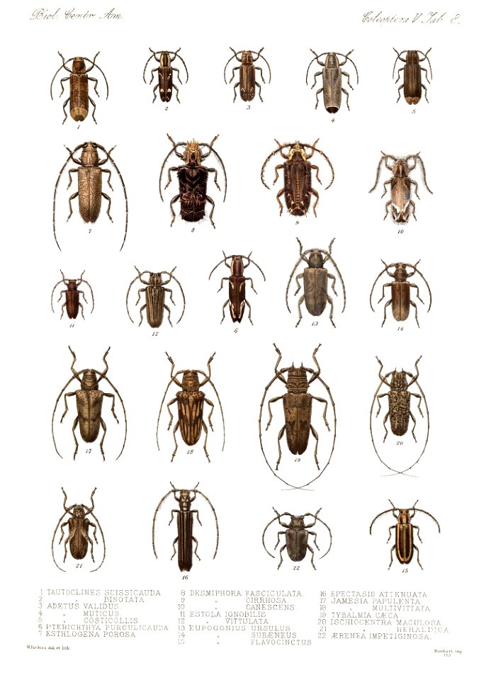BCA - Coleoptera Vol 5 Tab 8